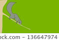 Vector illustration squirrel on green 136647974