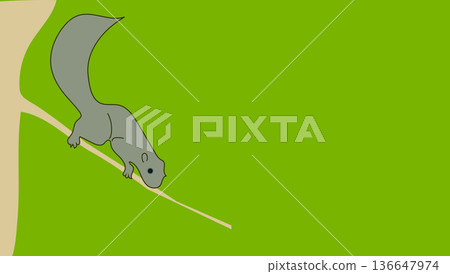 Vector illustration squirrel on green Vector illustration squirrel on green 136647974