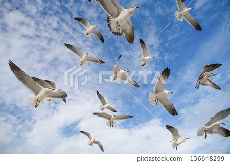 Laughing seagull at the sea. Seagull near water. Sea gull bird. Fauna and nature. Seagull bird observing the water. Sea gull with beak and feather. Laughing Gull. Seagull sitting outdoor. Marine bird 136648299