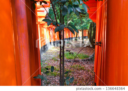 京都伏見稻荷大社千本鳥居(京都府京都市伏見區) 京都伏見稻荷大社千本鳥居(京都府京都市伏見區) 136648364