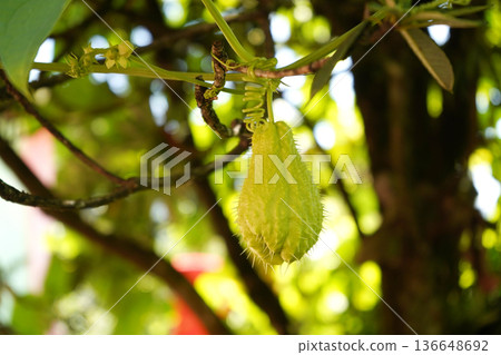 Close up of a prickly green Chayote hanging from a vine in a garden Close up of a prickly green Chayote hanging from a vine in a garden 136648692