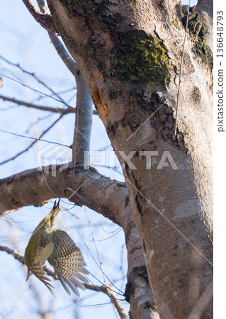 A flying green woodpecker A flying green woodpecker 136648793