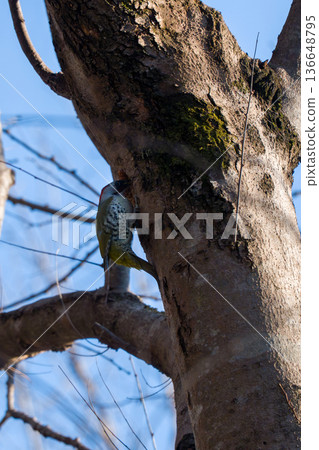 綠啄木鳥棲息在一棵樹上 綠啄木鳥棲息在一棵樹上 136648795