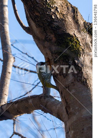 綠啄木鳥棲息在一棵樹上 綠啄木鳥棲息在一棵樹上 136648798