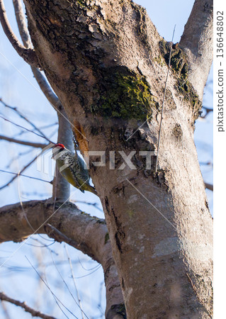 綠啄木鳥棲息在一棵樹上 綠啄木鳥棲息在一棵樹上 136648802