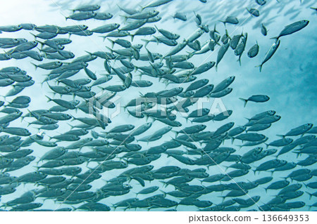 School of sardines on Mactan Island in the Philippines 136649353