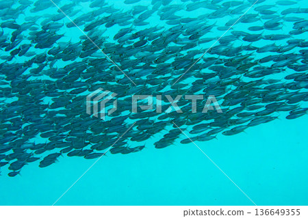 菲律賓麥克坦島上的沙丁魚群 136649355