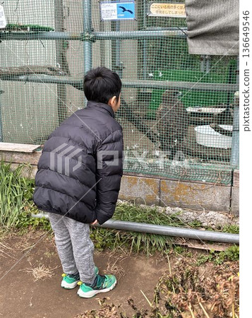 一隻黑鳶在市川市行德野鳥醫院受到保護，一個孩子正在觀看它。 136649546