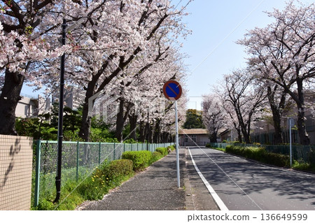 Cherry blossom trees in full bloom near Nihon University's College of Bioresource Sciences in Fujisawa City 136649599