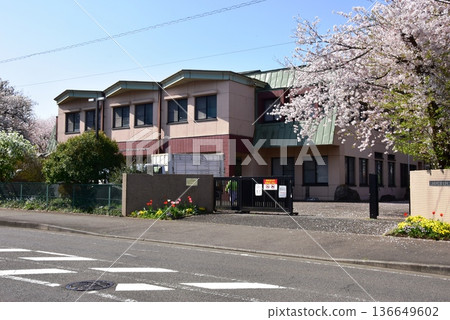 Fujisawa City: Nihon University College of Bioresource Sciences Bioresource Production Training Center and cherry blossoms in full bloom 136649602