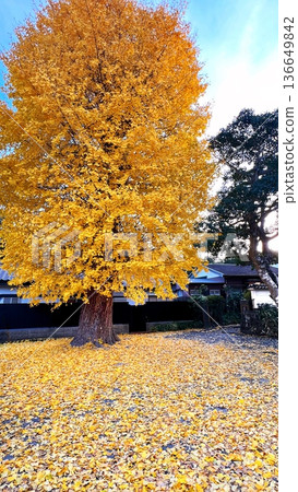 A large ginkgo tree, a large ginkgo tree with golden autumn leaves, a blue sky and a yellow ginkgo tree A large ginkgo tree, a large ginkgo tree with golden autumn leaves, a blue sky and a yellow ginkgo tree 136649842