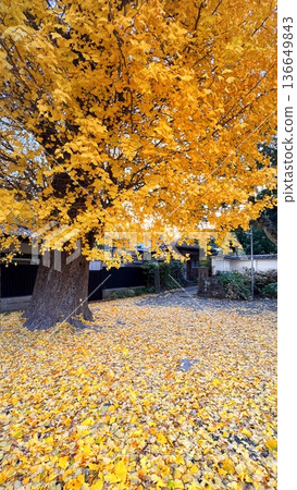 A large ginkgo tree, a large ginkgo tree with golden autumn leaves, a blue sky and a yellow ginkgo tree 136649843