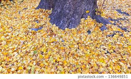 黃色的落葉,散落一地的銀杏葉,紅色的銀杏葉 黃色的落葉,散落一地的銀杏葉,紅色的銀杏葉 136649851