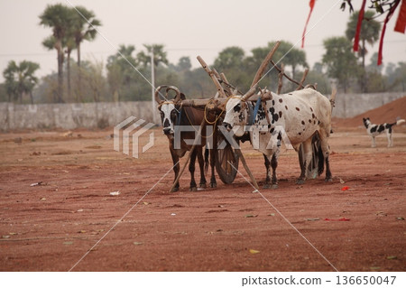 Bull cart Rural Area 136650047