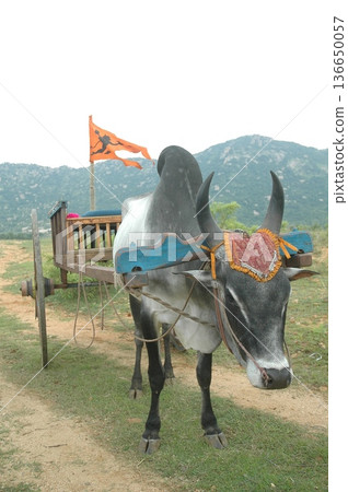 Bull cart Rural Area 136650057