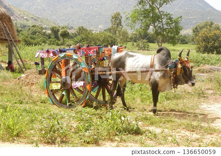 Bull cart Rural Area 136650059