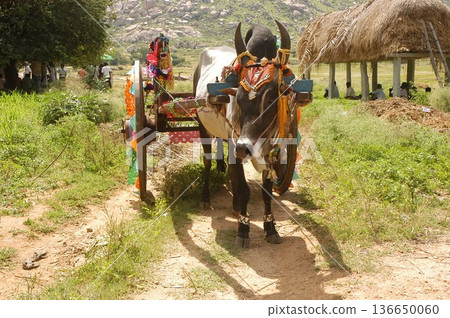 Bull cart Rural Area Bull cart Rural Area 136650060