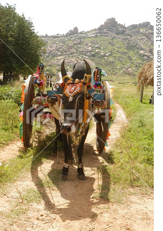 Bull cart Rural Area Bull cart Rural Area 136650062