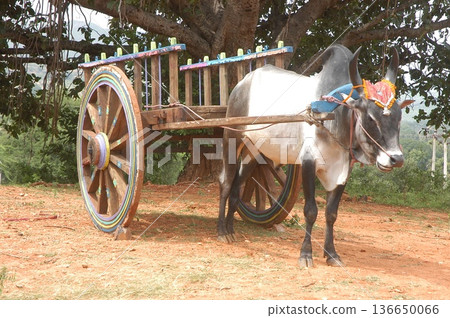 Bull cart Rural Area 136650066