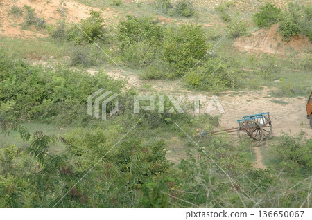 Bull cart Rural Area 136650067