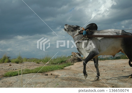 Bull cart Rural Area 136650074