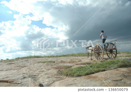 Bull cart Rural Area 136650079