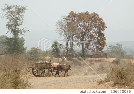 Bull cart Rural Area 136650086