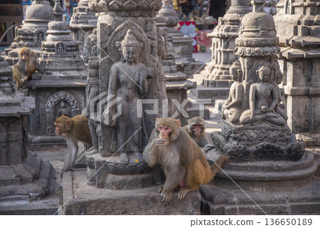 monkeys in kathmandu monkeys in kathmandu 136650189