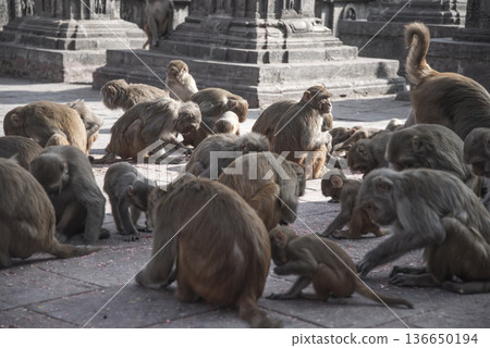 monkeys in kathmandu monkeys in kathmandu 136650194