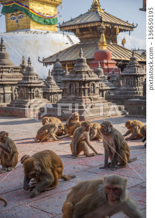 monkeys in kathmandu monkeys in kathmandu 136650195