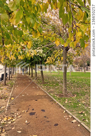 Autumn Path at Marmara Seashore, Istanbul. A peaceful walkway in an Istanbul park during autumn, featuring fallen yellow leaves and a view of the Marmara coast.  136650257