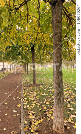 Autumn Path at Marmara Seashore, Istanbul. A peaceful walkway in an Istanbul park during autumn, featuring fallen yellow leaves and a view of the Marmara coast. Autumn Path at Marmara Seashore, Istanbul. A peaceful walkway in an Istanbul park during autumn, featuring fallen yellow leaves and a view of the Marmara coast. 136650264