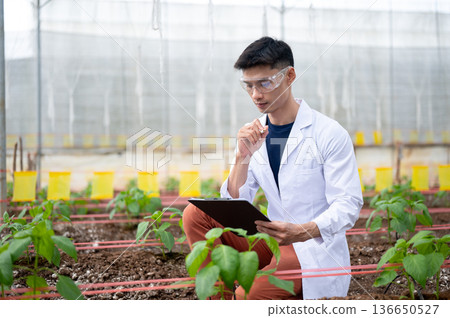 Asian agricultural scientist man looking at clipboard sitting observing plants in a greenhouse farm. Asian agricultural scientist man looking at clipboard sitting observing plants in a greenhouse farm. 136650527