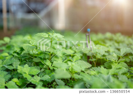 Close up of green leaves vegetable plants and sprinkler with sunlight in greenhouse of organic farm. 136650554