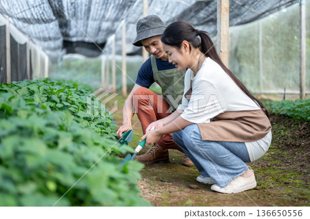 Asian farmer man teaching young woman growing tending vegetables plant in greenhouse of organic farm Asian farmer man teaching young woman growing tending vegetables plant in greenhouse of organic farm 136650556