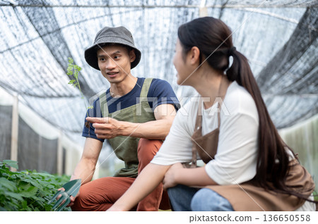 Asian farmer man talking teaching young woman growing vegetables plant in greenhouse of organic farm 136650558