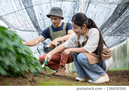 Asian farmer man holding tool talking teaching woman growing vegetable in organic farm's greenhouse. Asian farmer man holding tool talking teaching woman growing vegetable in organic farm's greenhouse. 136650560