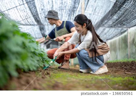 Young asian woman holding trowel tool digging vegetable soil with farmer in organic farm greenhouse. 136650561