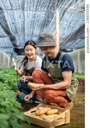 Asian farmer man showing a potato to young woman after digging aside wooden crate in greenhouse farm Asian farmer man showing a potato to young woman after digging aside wooden crate in greenhouse farm 136650566