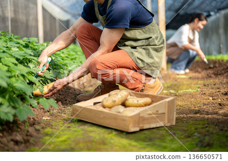 Close up of farmer man holding tool digging potatoes from soil aside wooden crate in greenhouse farm 136650571