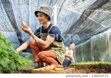 Asian farmer man holding looking at a potato digging from soil aside wooden crate in greenhouse farm 136650572