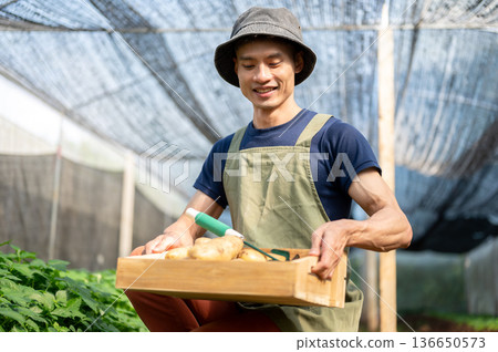 Asian farmer man holding wooden crate looking at potatoes while walking working in greenhouse farm. 136650573