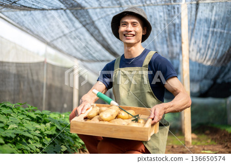 Asian farmer man holding wooden crate showing potatoes after digging and working in greenhouse farm. Asian farmer man holding wooden crate showing potatoes after digging and working in greenhouse farm. 136650574