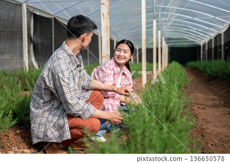 Farmer man and young asian woman in checkered shirt talking tending plant working in greenhouse farm Farmer man and young asian woman in checkered shirt talking tending plant working in greenhouse farm 136650578