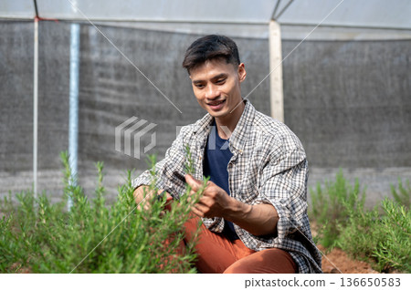 Asian farmer man in checkered shirt holding and looking at plant while working in a greenhouse farm. Asian farmer man in checkered shirt holding and looking at plant while working in a greenhouse farm. 136650583
