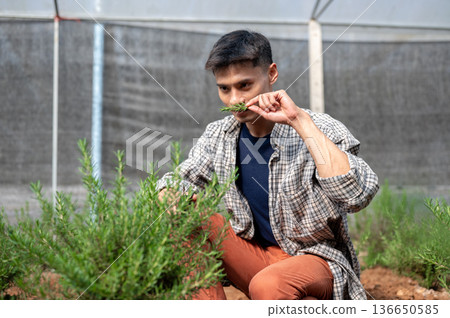 Asian farmer man in checkered shirt holding and smelling herb plant while working in a greenhouse. Asian farmer man in checkered shirt holding and smelling herb plant while working in a greenhouse. 136650585