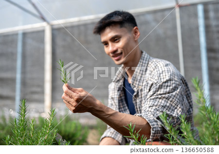 Asian farmer man in checkered shirt holding and looking at herb plant while working in a greenhouse. Asian farmer man in checkered shirt holding and looking at herb plant while working in a greenhouse. 136650588