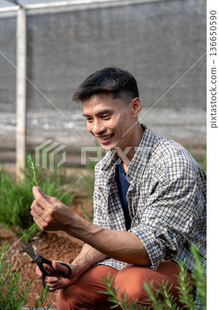 Smiling farmer man in checkered shirt holding and looking at herb plant while working in greenhouse. 136650590