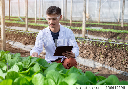 Glasses asian agricultural scientist man holding tablet sitting observing plant in greenhouse farm. Glasses asian agricultural scientist man holding tablet sitting observing plant in greenhouse farm. 136650596