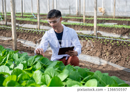 Glasses asian agricultural scientist man holding tablet researching on plant in greenhouse farm. Glasses asian agricultural scientist man holding tablet researching on plant in greenhouse farm. 136650597